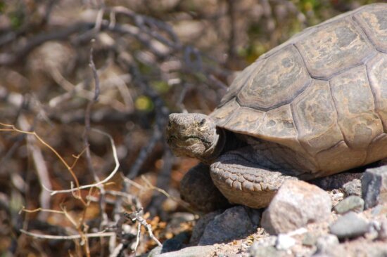 desert, tortoise, turtle, desert, rocks, gopherus agassizii