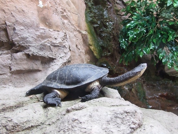 terrapin, turtle