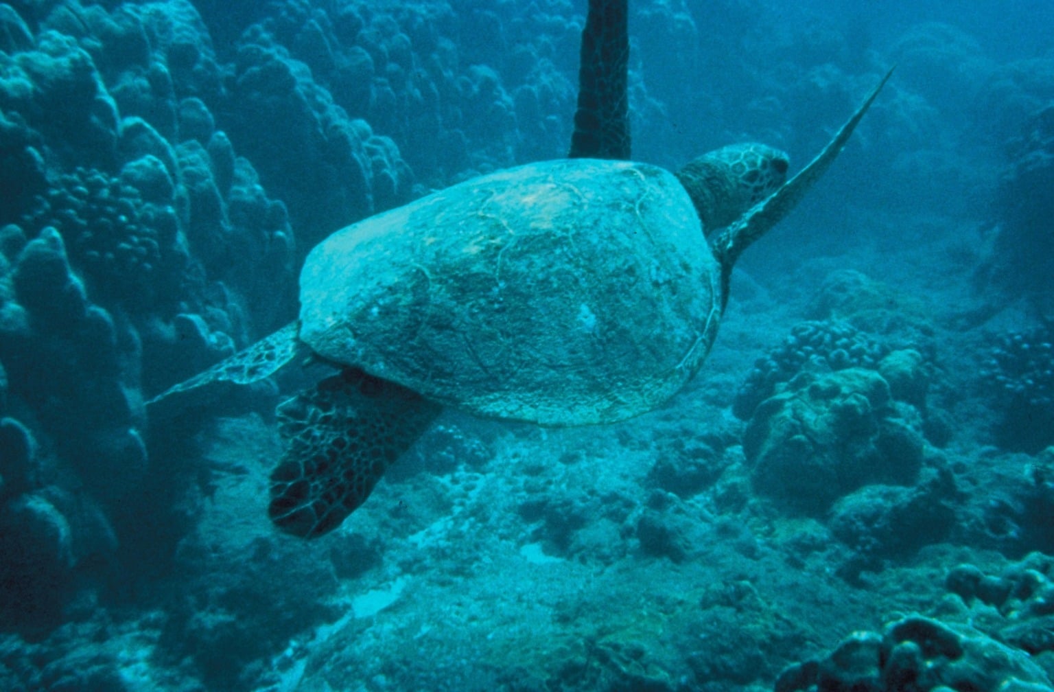 Free picture: green, sea, turtle