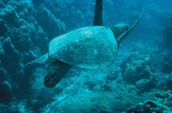 vihreä meri kilpikonna
