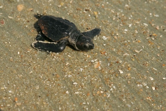 baby, loggerhead, turtle, way, ocean, nest