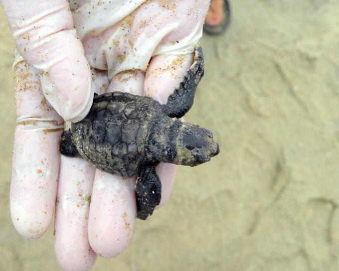 Loggerhead sea turtle, hatchling