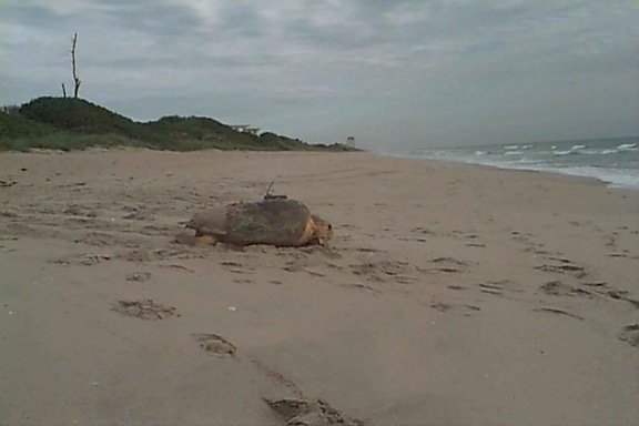 Loggerhead sea turtle, satellitt, sender