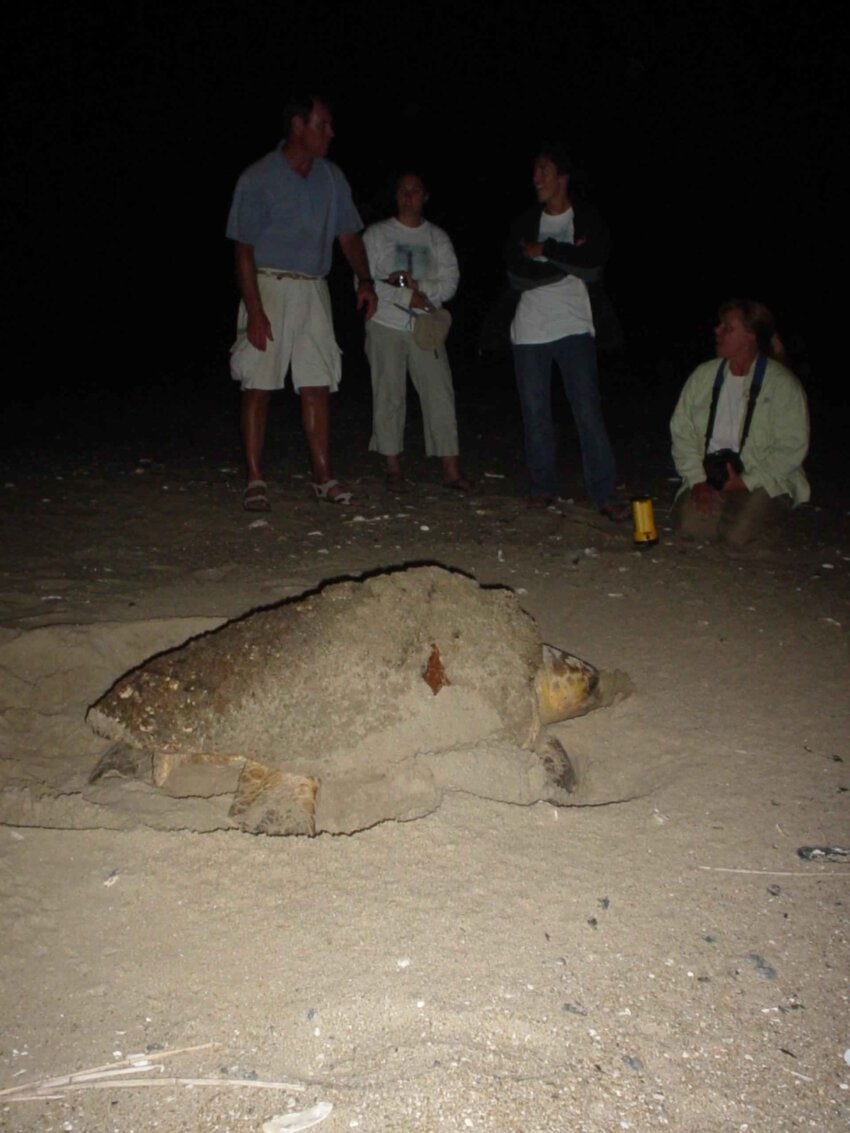 Free picture: loggerhead, turtle, builds, nest, caretta, caretta