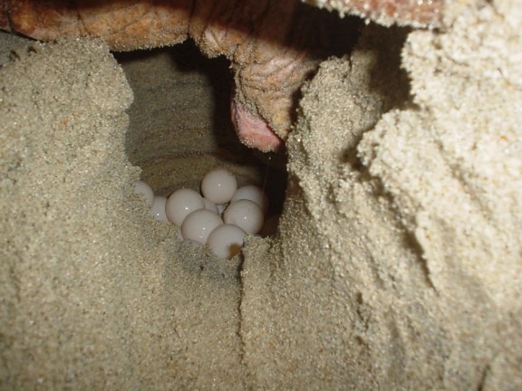 loggerhead turtle, trứng, caretta, caretta