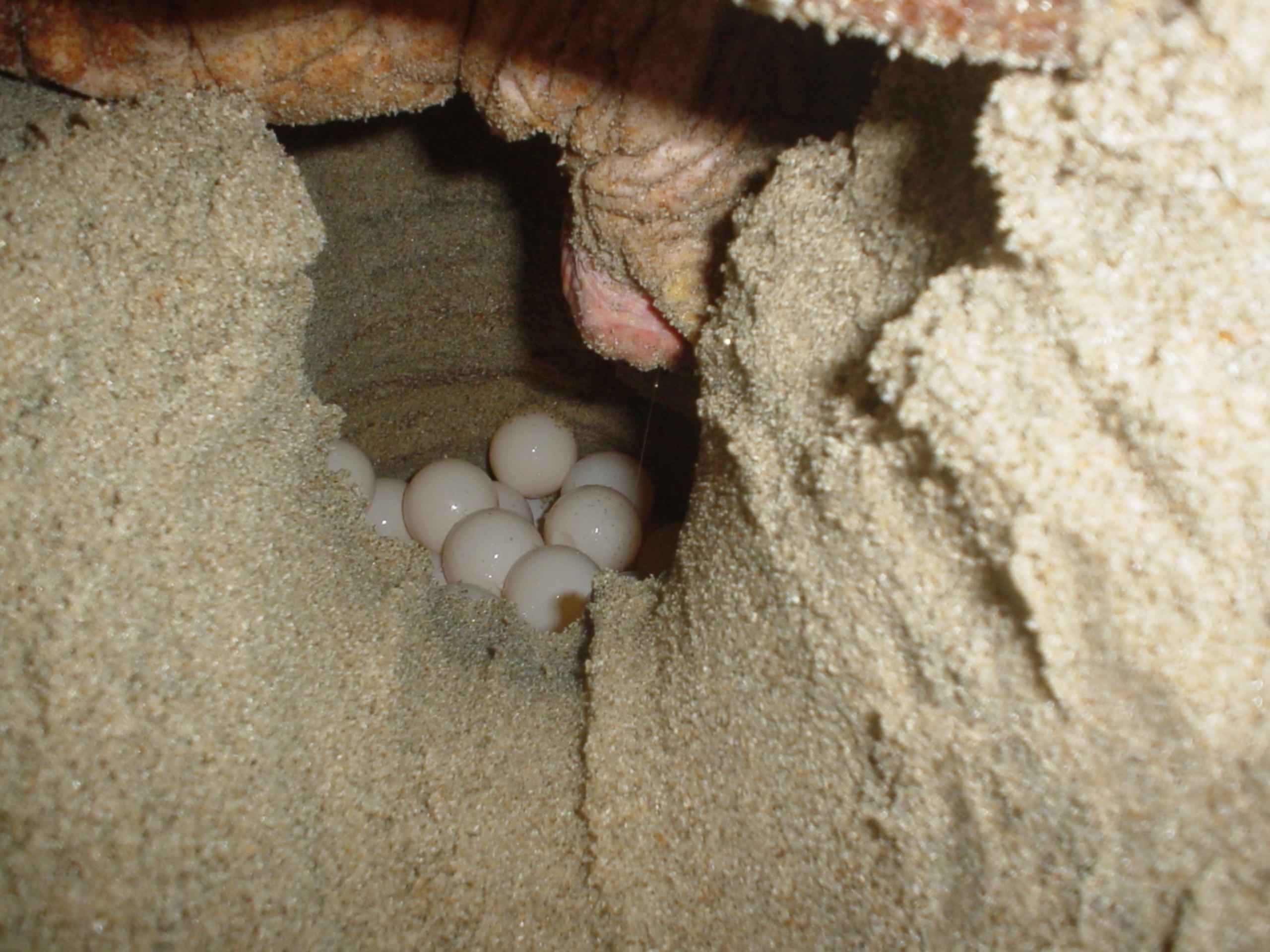 Красноухая черепаха откладывает яйца. Черепашьи яйца. Кладка яиц. Гнезда черепах.