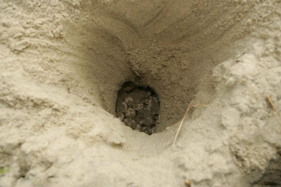 Tartaruga comune, le uova, la sabbia, il foro, nido