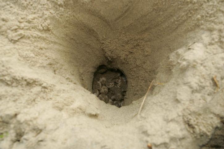 loggerhead korytnačky vajcia, piesok, diera, hniezdo