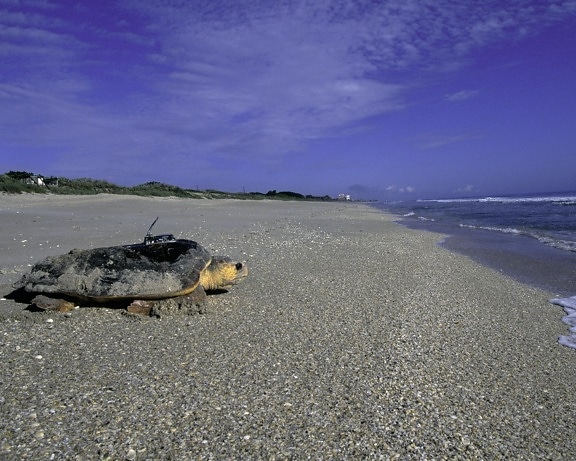Логгерхед, море, черепаха