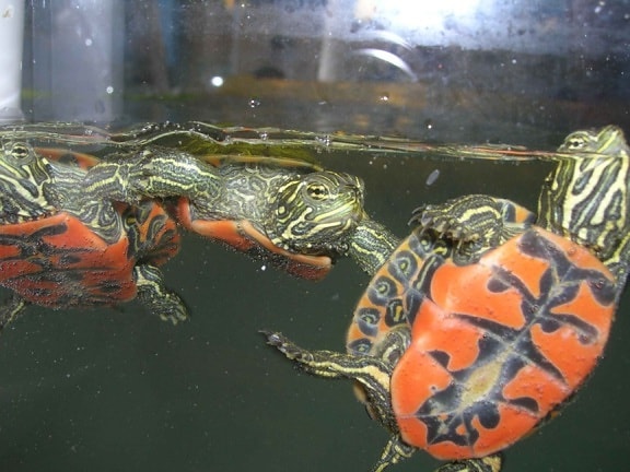 northern red, bellied, cooter, hatchlings, swim, aquarium