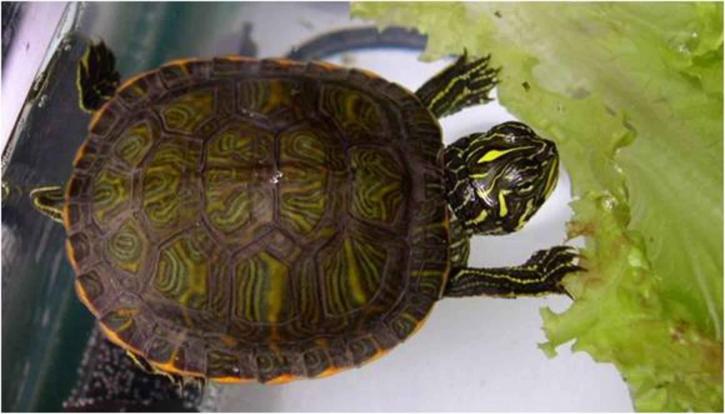nord rouge, ventre, cooter, tortue, hatchling