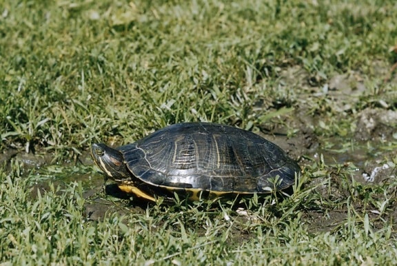 painted, turtle, chrysemys picta