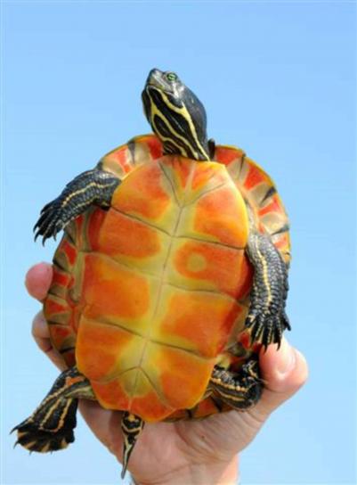 pseudemys rubriventris, northern red, bellied, crooter, turtle