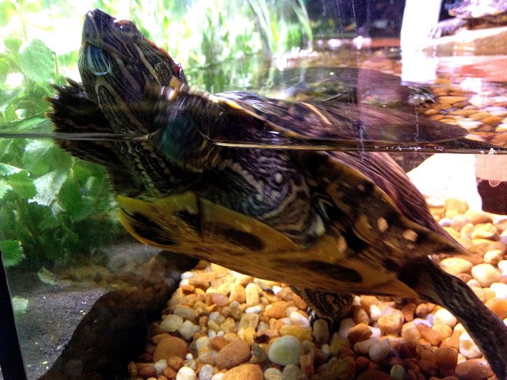 tartaruga vermelha deslizante orelhudo, trachymys scripta elegans, natação, aquário