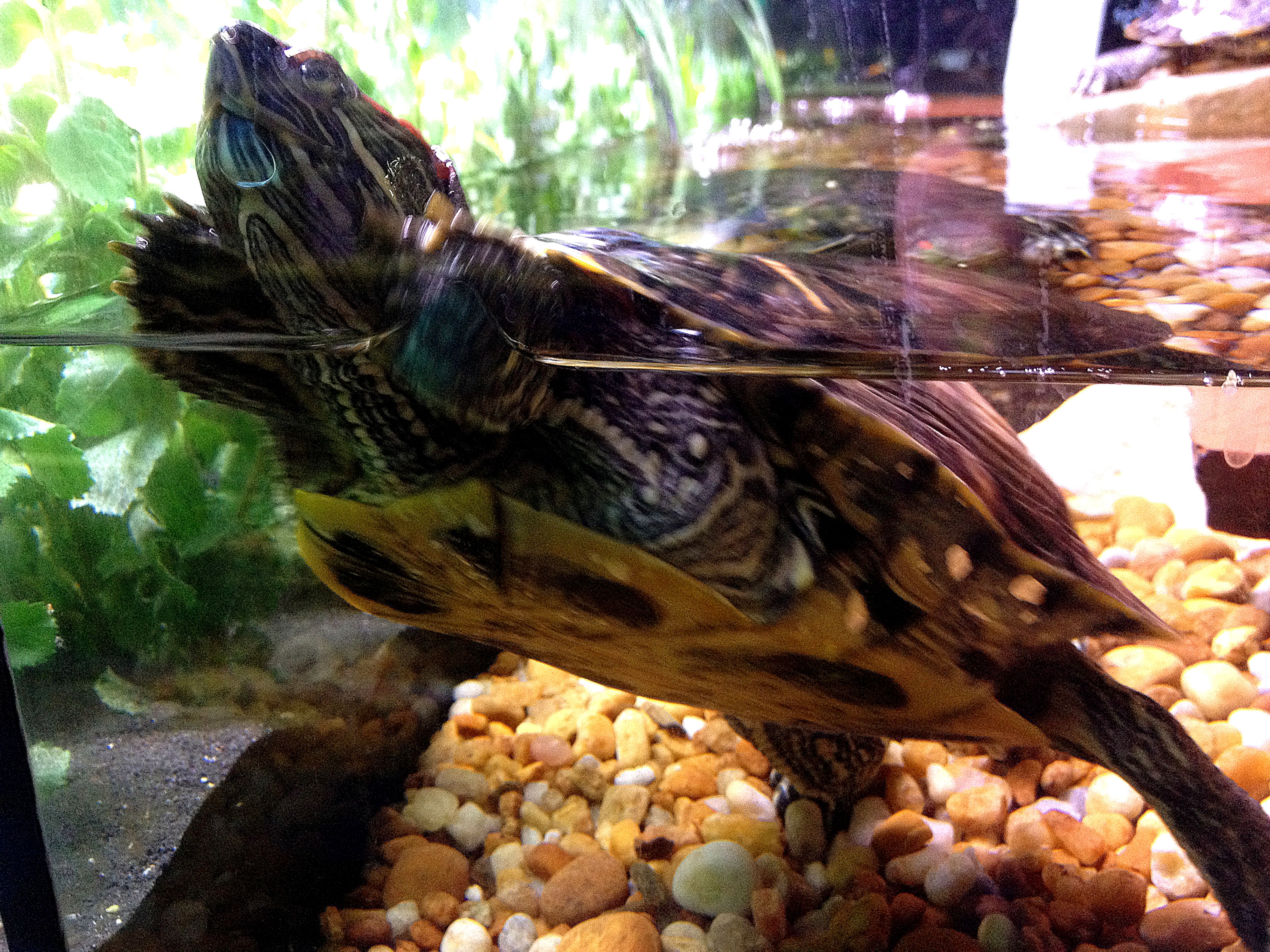 Менять воду черепахе. Аквариумная черепаха красноухая. Аквариумные Черепашки красноухие. Аквариум для красноухой черепахи. Красноухая водоплавающая черепаха.