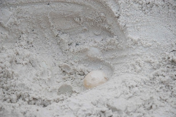 up-close, egg, uncovered, sea, turtle, nest