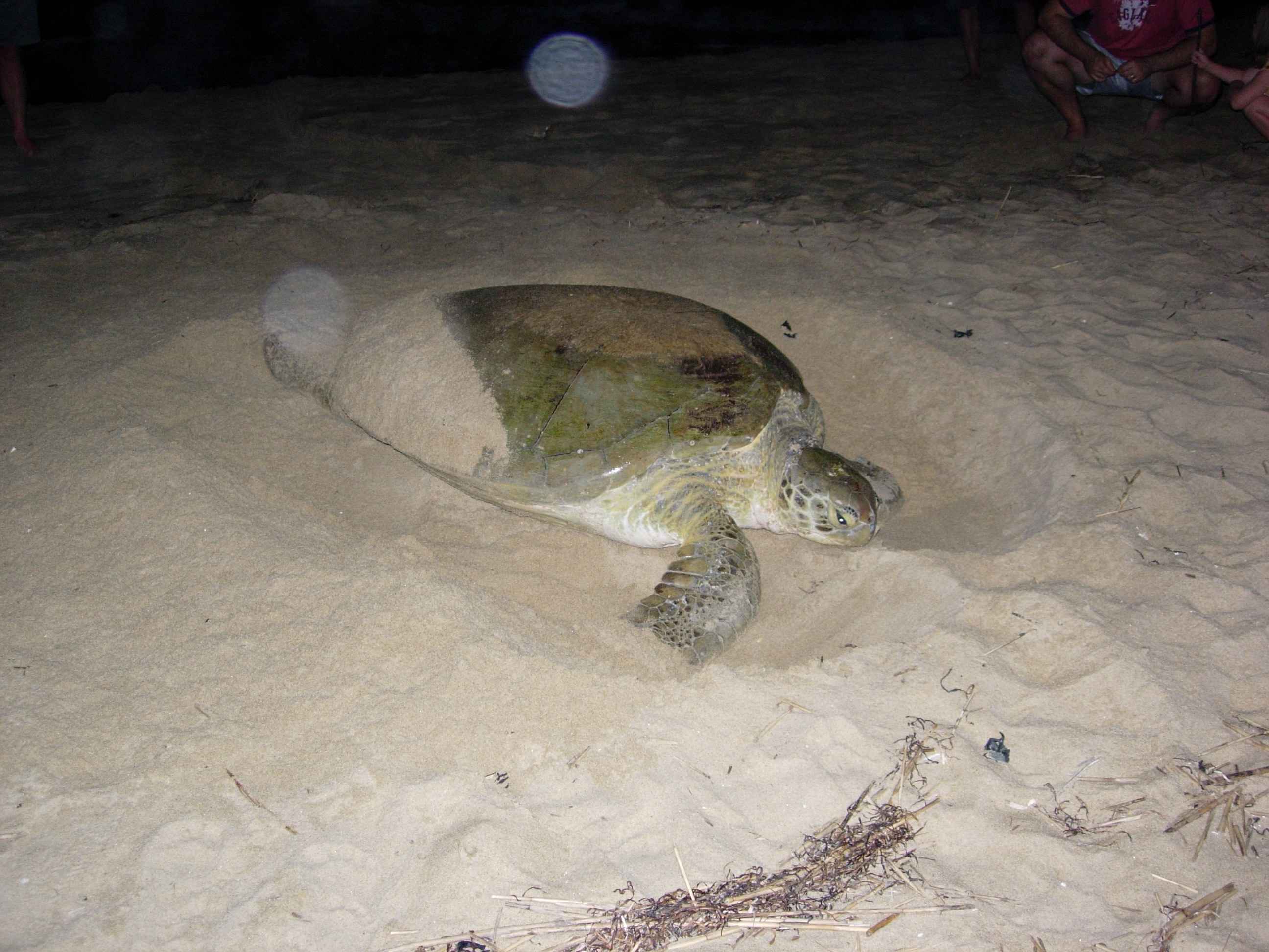 Черепахи без воды. Песчаная черепаха. Черепаха в воде. Черепахи роют Норы. Черепаха на песке.