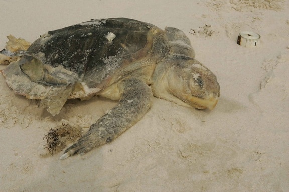 Kemp, Рідлі, море, Морська черепаха, на межі зникнення, миє, пляж