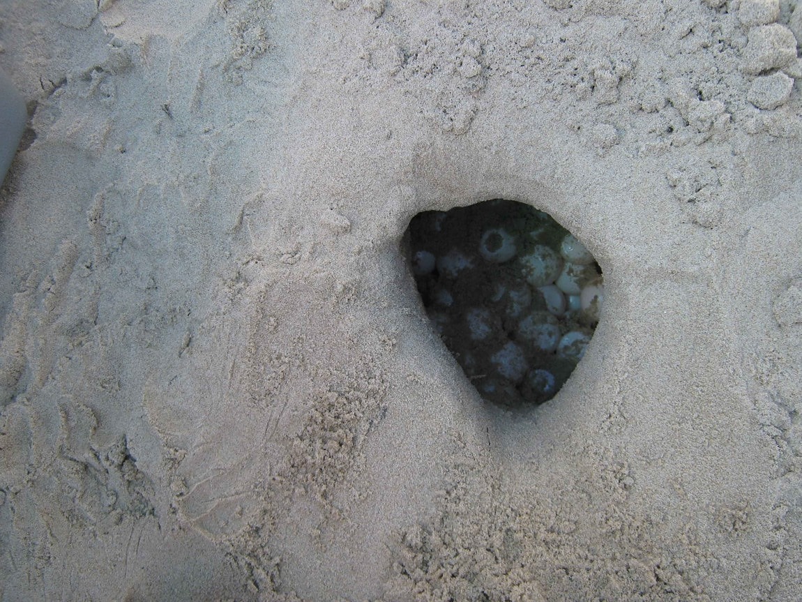Free Picture Oggerhead Sea Turtle Embryo Egg 