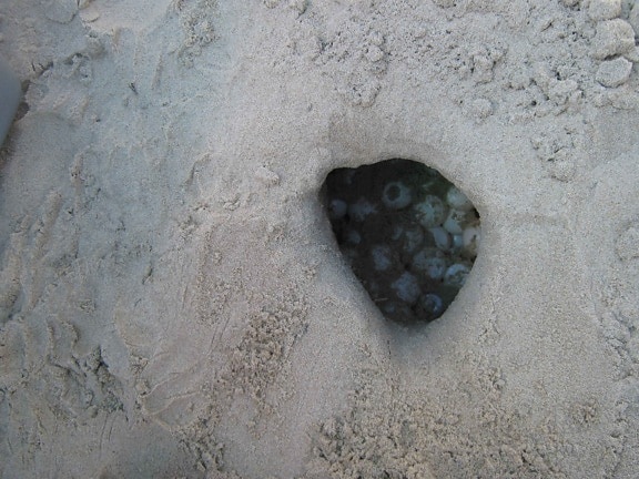 sea, turtle, nest