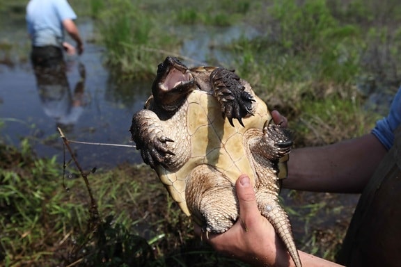 snapping, turtle, chelydra, serpentina