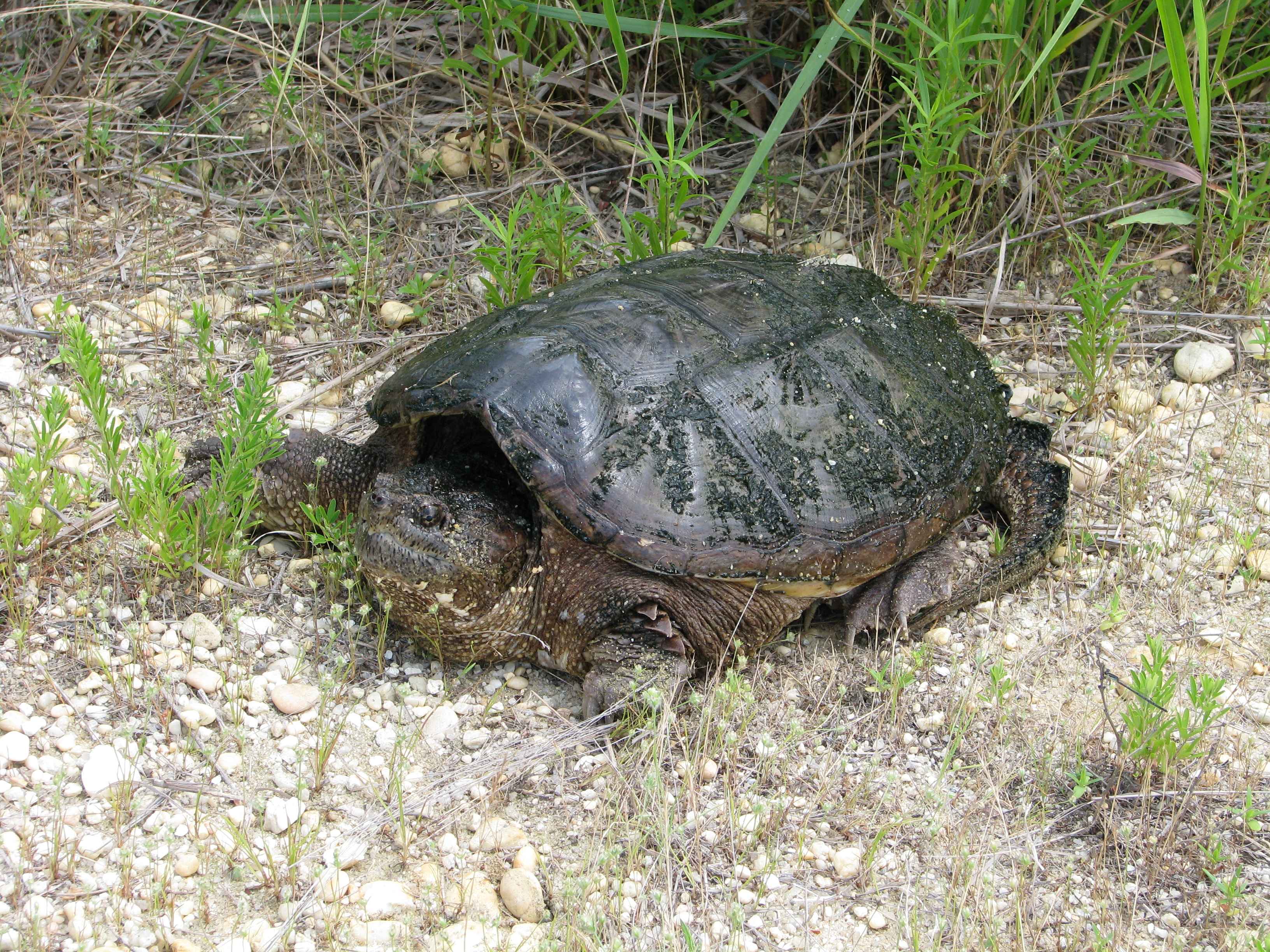 T turtle. Болотная черепаха Каймановая. Каймановая черепаха панцирь. Каймановая черепаха скелет. Первые черепахи.