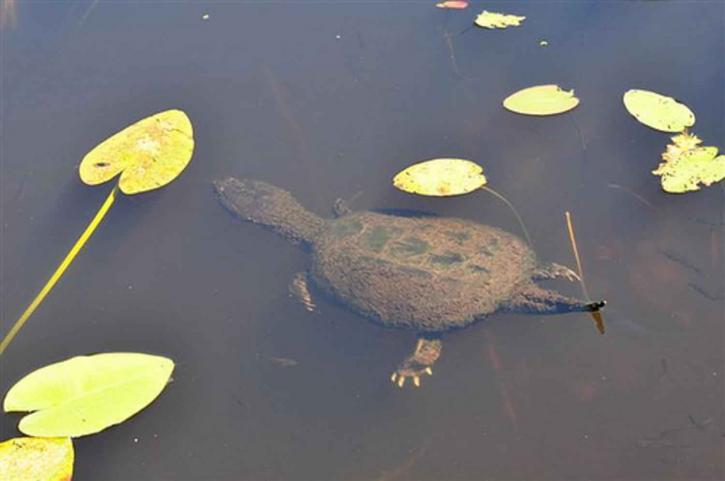 προσκόλληση, χελώνα, κολύμπι, macrochelys temminckii