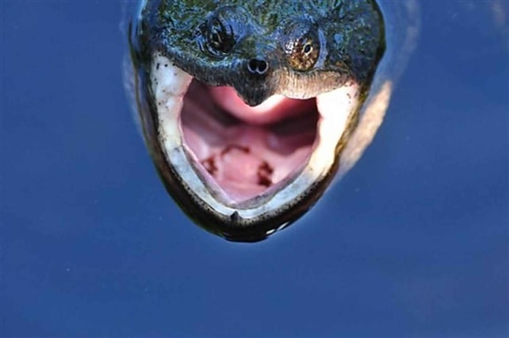 snapping kornjača, otvorena usta, macrochelys temminckii