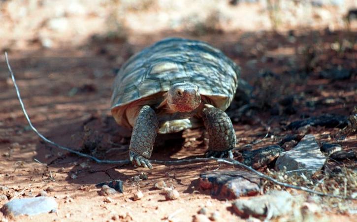 Tortoise, woestijn