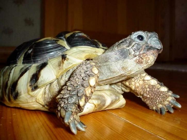 skildpadde