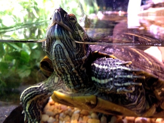 turtle, display, tank, pet, store, featured, red, eared, slider, turtle, trachymys scripta elegans