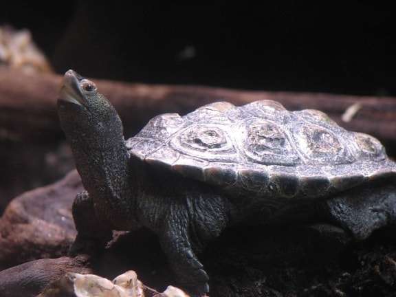 turtle, terrarium