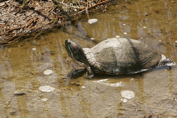 turtle, meanders, water