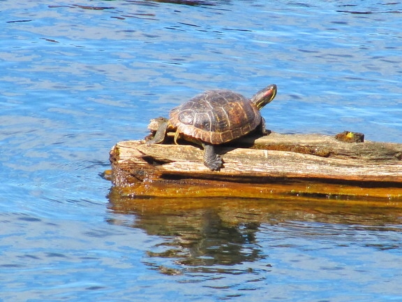 turtle, reptile, peace, wood, water