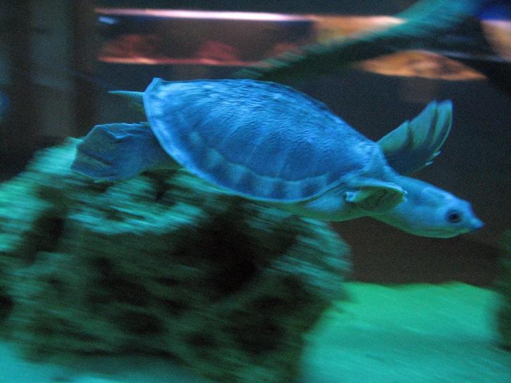 Turtle, víz alatti