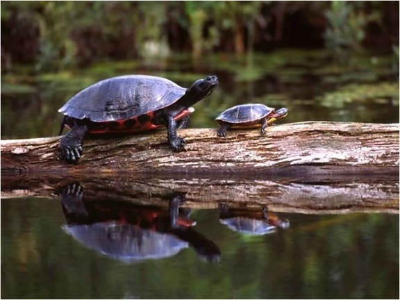 turtles, pseudemys rubriventris, chrysemys picta picta