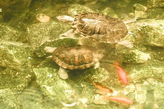 turtles, water