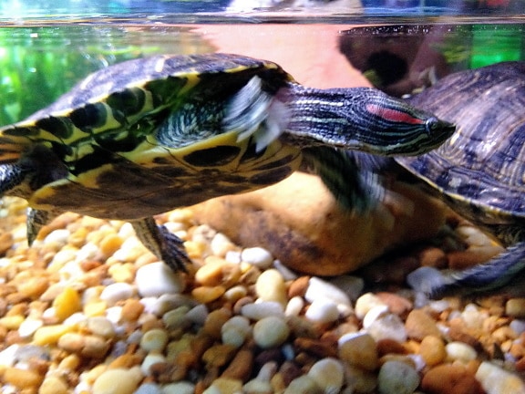 two, red, eared, slider, turtles