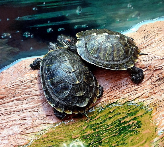 two, red, eared, slider, turtles, trachymys scripta elegans, lazily, posed