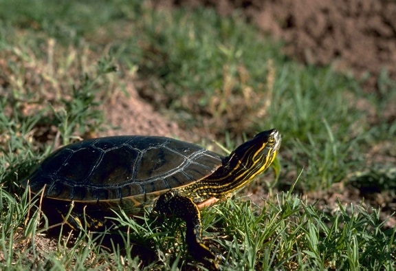 western, painted, turtle, grass, chrysemys picta, bellii