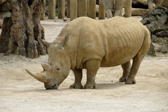 Африки, носорог