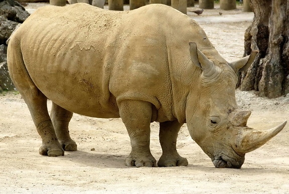 Africaine, rhinocéros, animal