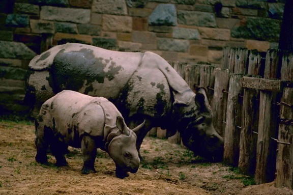Asijské, indické, jeden rohatý nosorožce, savec, zvíře