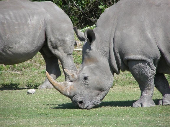 up-close, rhino, animals, grazing