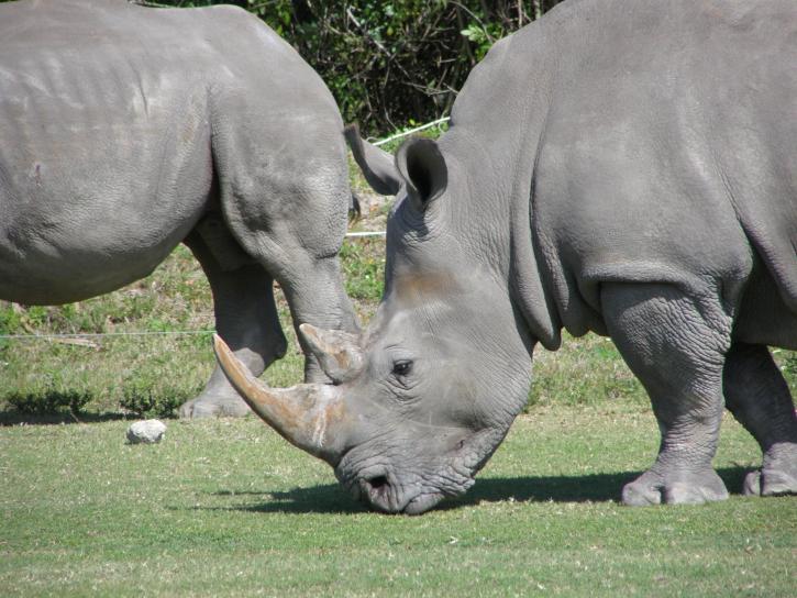 perto, Rinoceronte, animais, pasto