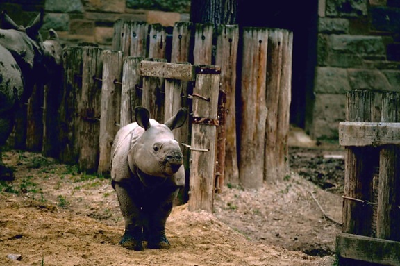 Indiens, rhinocéros, d'Asie, un, cornes, rhinocéros