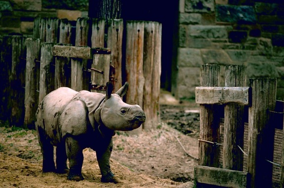 Індійський носоріг, більшого, той, рогата, носоріг, unicorniss