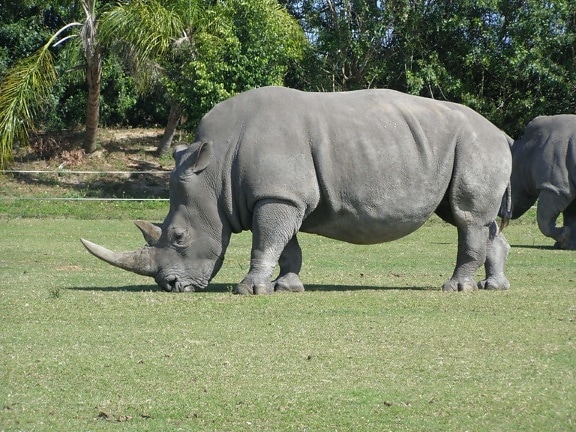 rinoceronte, animal, pastoreo