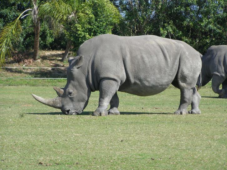 rhino, animal, grazing