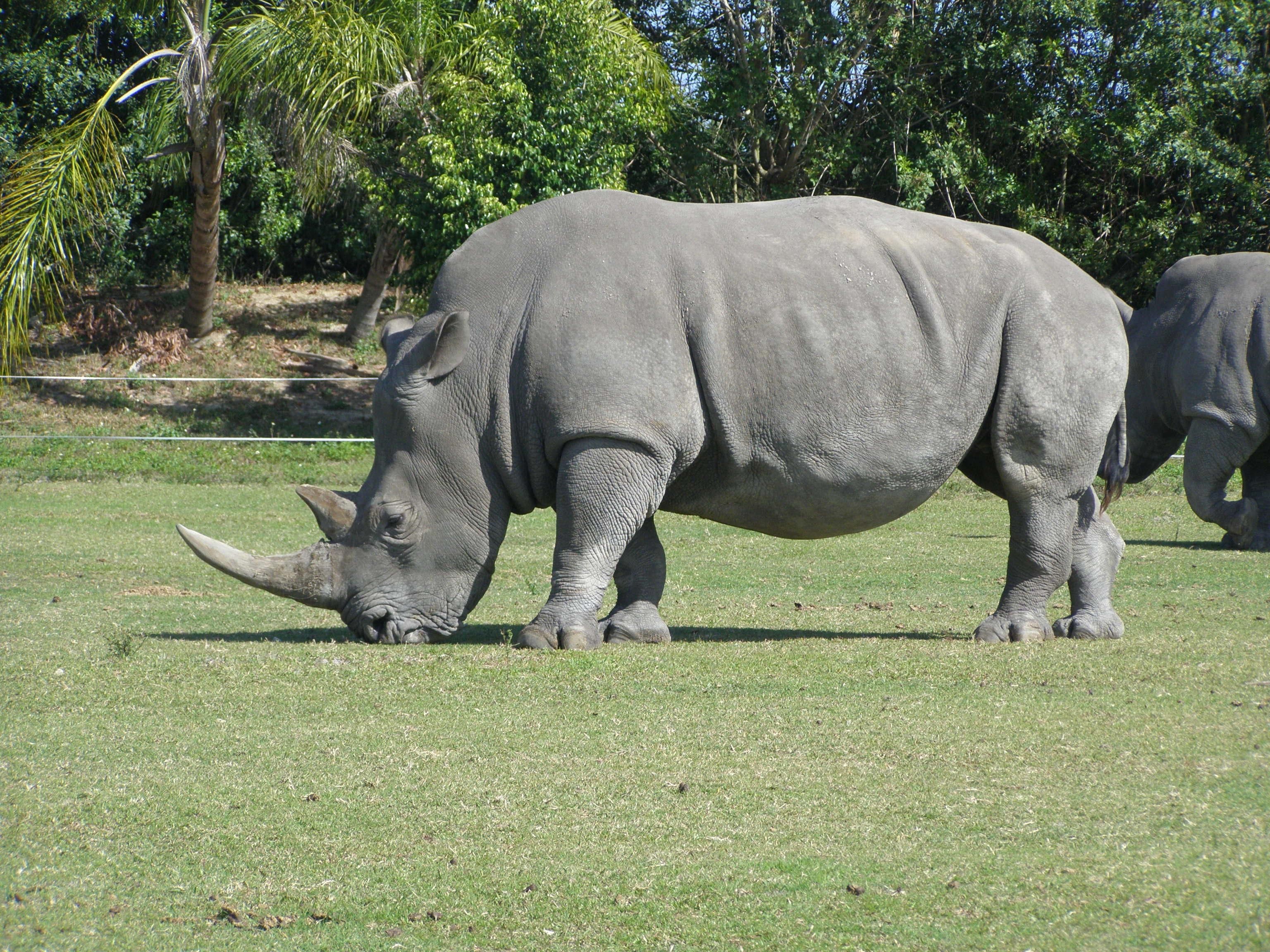 Rhinoceros čeština